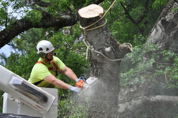 Cincinnati Tree Trimming